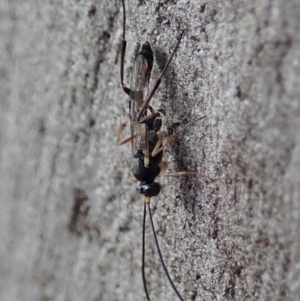 Ichneumonidae (family) at Cook, ACT - 16 Mar 2019 08:44 AM