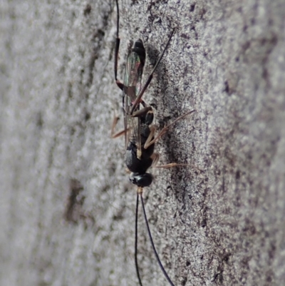Ichneumonidae (family) (Unidentified ichneumon wasp) at Mount Painter - 15 Mar 2019 by CathB