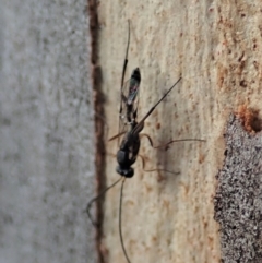 Ichneumonidae (family) at Cook, ACT - 16 Mar 2019 08:44 AM