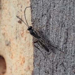 Ichneumonidae (family) at Cook, ACT - 16 Mar 2019 08:44 AM