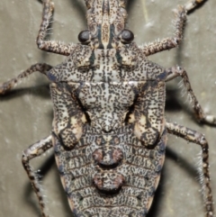 Alcaeus varicornis (Acacia shield bug) at Hackett, ACT - 7 Jun 2019 by TimL