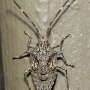 Alcaeus varicornis at Hackett, ACT - 7 Jun 2019