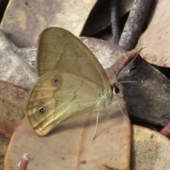 Hypocysta metirius (Brown Ringlet) at Blue Mountains National Park - 23 Mar 2019 by RobParnell