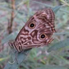 Geitoneura acantha (Ringed Xenica) at Blue Mountains National Park, NSW - 31 Mar 2019 by RobParnell