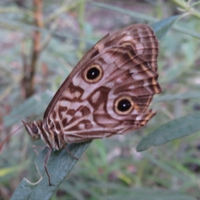 Geitoneura acantha (Ringed Xenica) at Blue Mountains National Park, NSW - 31 Mar 2019 by RobParnell