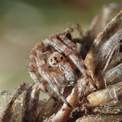 Araneinae (subfamily) at Cook, ACT - 9 Jun 2019