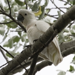 Cacatua galerita (Sulphur-crested Cockatoo) at Michelago, NSW - 31 Dec 2018 by Illilanga