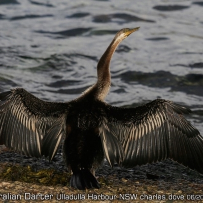 Anhinga novaehollandiae (Australasian Darter) at Ulladulla, NSW - 3 Jun 2019 by CharlesDove