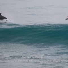 Delphinus delphis (Common Dolphin) at Ulladulla, NSW - 7 Jun 2019 by Charles Dove
