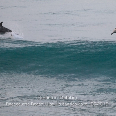 Delphinus delphis (Common Dolphin) at Ulladulla, NSW - 8 Jun 2019 by CharlesDove
