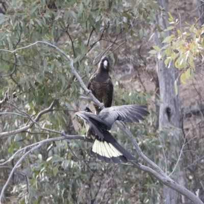 Zanda funerea (Yellow-tailed Black-Cockatoo) at Michelago, NSW - 22 Sep 2018 by Illilanga