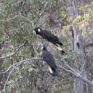 Zanda funerea at Michelago, NSW - 22 Sep 2018 03:42 PM