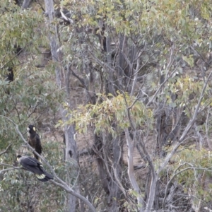 Zanda funerea at Michelago, NSW - 22 Sep 2018