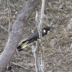 Zanda funerea at Michelago, NSW - 22 Sep 2018 03:42 PM