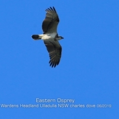 Pandion haliaetus (Osprey) at Ulladulla - Warden Head Bushcare - 2 Jun 2019 by Charles Dove
