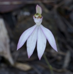 Caladenia picta (Painted Fingers) at Undefined, NSW - 7 Jun 2019 by Teresa