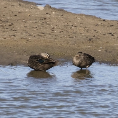 Anas superciliosa (Pacific Black Duck) at Michelago, NSW - 11 May 2019 by Illilanga