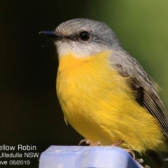 Eopsaltria australis (Eastern Yellow Robin) at Ulladulla, NSW - 2 Jun 2019 by CharlesDove