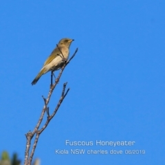 Ptilotula fusca (Fuscous Honeyeater) at Pretty Beach, NSW - 6 Jun 2019 by Charles Dove