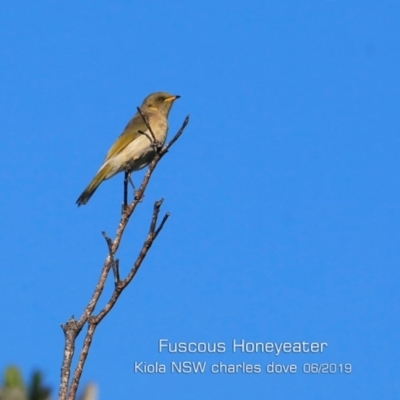 Ptilotula fusca (Fuscous Honeyeater) at Pretty Beach, NSW - 6 Jun 2019 by Charles Dove