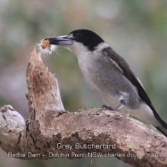 Cracticus torquatus (Grey Butcherbird) at Burrill Lake, NSW - 8 Jun 2019 by CharlesDove