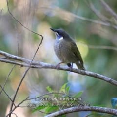 Meliphaga lewinii (Lewin's Honeyeater) at Kioloa, NSW - 6 Jun 2019 by Charles Dove