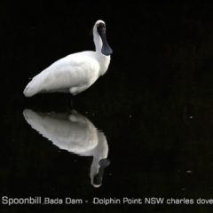 Platalea regia (Royal Spoonbill) at Burrill Lake, NSW - 6 Jun 2019 by CharlesDove