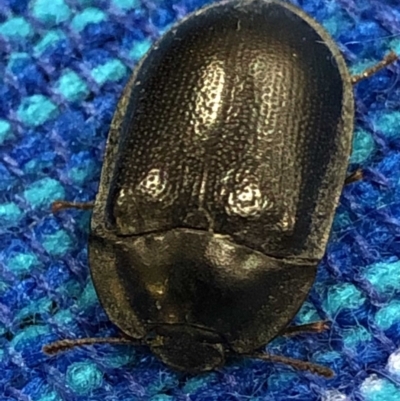 Pterohelaeus striatopunctatus (Darkling beetle) at Monash, ACT - 16 Mar 2019 by jackQ