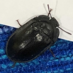 Pterohelaeus striatopunctatus at Monash, ACT - 16 Mar 2019