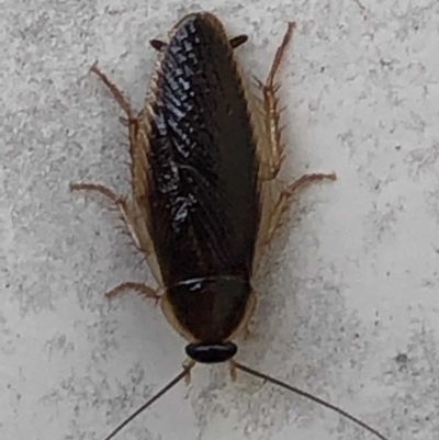 Ectobiidae (family) (Cockroach) at Monash, ACT - 19 Mar 2019 by jackQ