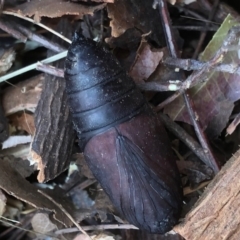 Lepidoptera unclassified IMMATURE (caterpillar or pupa or cocoon) at Monash, ACT - 14 Apr 2019 by jackQ