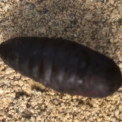 Lepidoptera unclassified IMMATURE moth at Monash, ACT - 14 Apr 2019