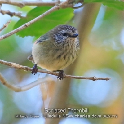 Acanthiza lineata (Striated Thornbill) at Ulladulla, NSW - 3 Jun 2019 by CharlesDove