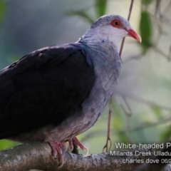 Columba leucomela (White-headed Pigeon) at Ulladulla, NSW - 2 Jun 2019 by CharlesDove