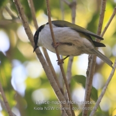 Melithreptus lunatus (White-naped Honeyeater) at Kioloa, NSW - 7 Jun 2019 by CharlesDove