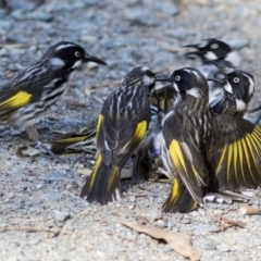 Phylidonyris novaehollandiae (New Holland Honeyeater) at Acton, ACT - 18 May 2019 by Alison Milton