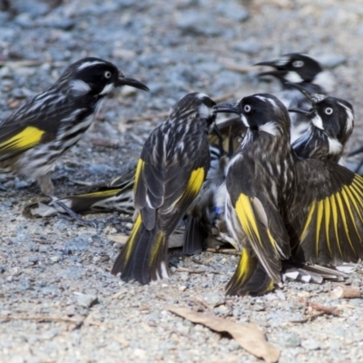 Phylidonyris novaehollandiae (New Holland Honeyeater) at Acton, ACT - 18 May 2019 by AlisonMilton