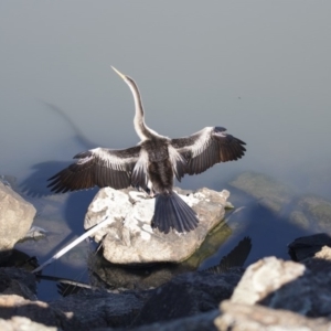 Anhinga novaehollandiae at Belconnen, ACT - 6 Jun 2019 01:33 PM