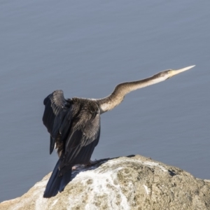 Anhinga novaehollandiae at Belconnen, ACT - 6 Jun 2019 01:33 PM