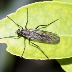 Boreoides subulatus (Wingless Soldier Fly) at Higgins, ACT - 2 May 2019 by AlisonMilton