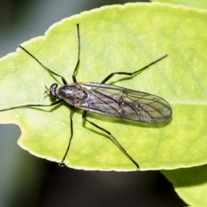 Boreoides subulatus at Higgins, ACT - 2 May 2019