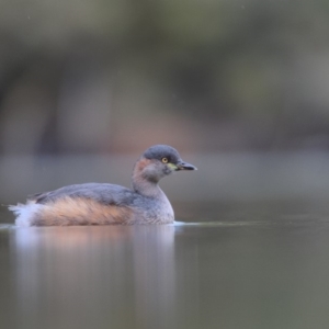 Tachybaptus novaehollandiae at Paddys River, ACT - 10 Jun 2019 12:00 AM