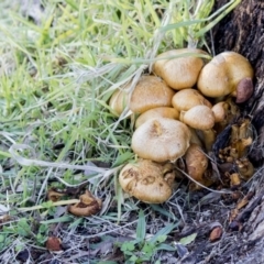 Gymnopilus junonius (Spectacular Rustgill) at Lake Ginninderra - 6 Jun 2019 by Alison Milton