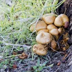 Gymnopilus junonius at Belconnen, ACT - 6 Jun 2019