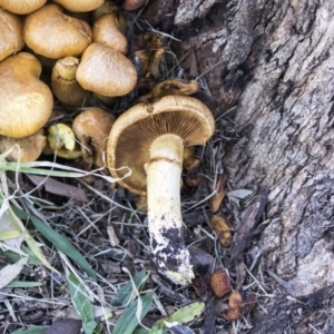 Gymnopilus junonius at Belconnen, ACT - 6 Jun 2019