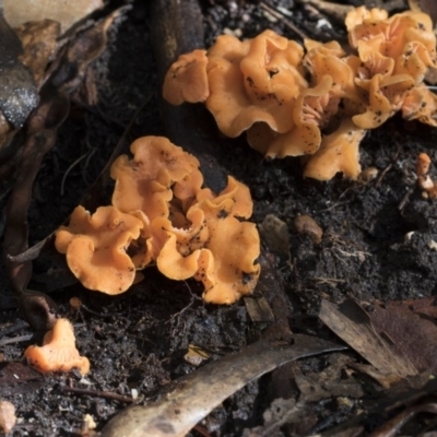 Cantharellus sp. at Acton, ACT - 3 May 2019 by Alison Milton