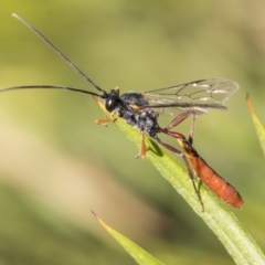 Heteropelma scaposum at Higgins, ACT - 11 May 2019