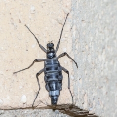 Boreoides subulatus at Higgins, ACT - 4 May 2019