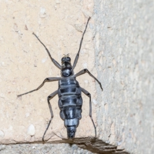 Boreoides subulatus at Higgins, ACT - 4 May 2019 10:19 AM