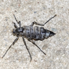 Boreoides subulatus at Higgins, ACT - 4 May 2019 10:19 AM